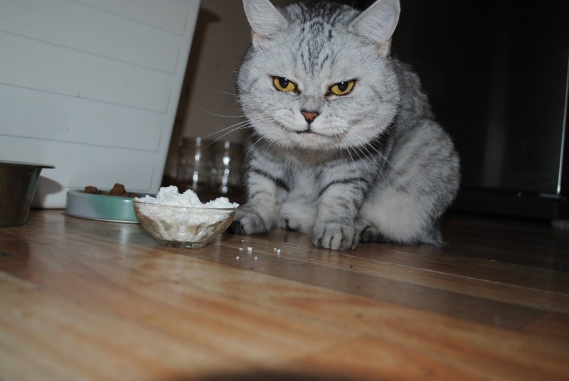 Котенок ест