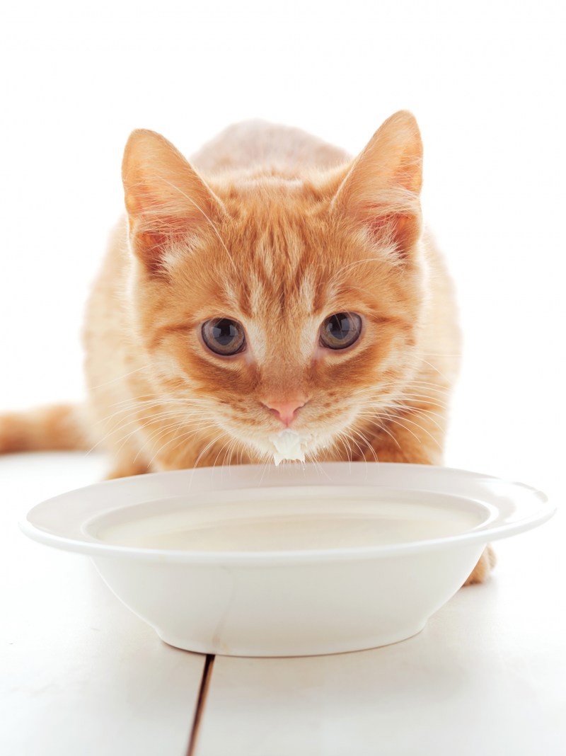 Кошка и молоко