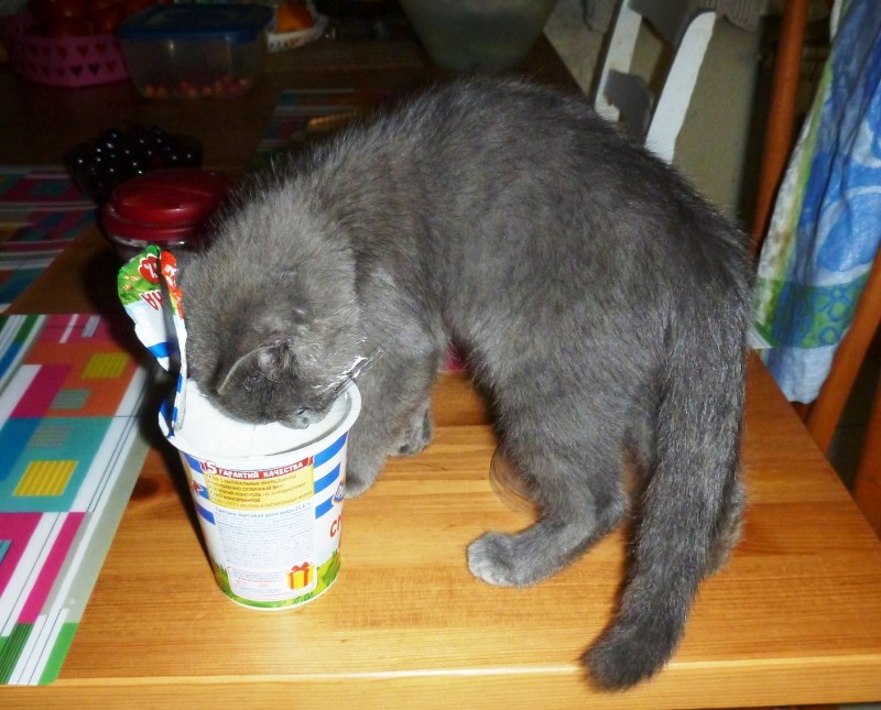 Кот с блинами