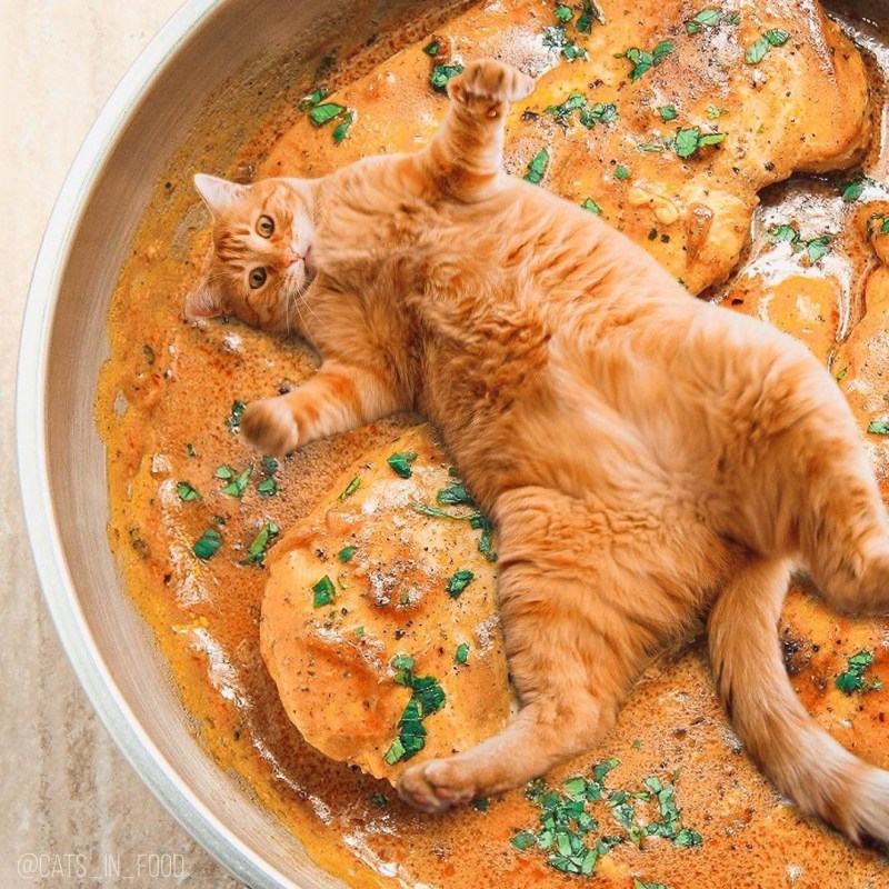 Котенок испачкался