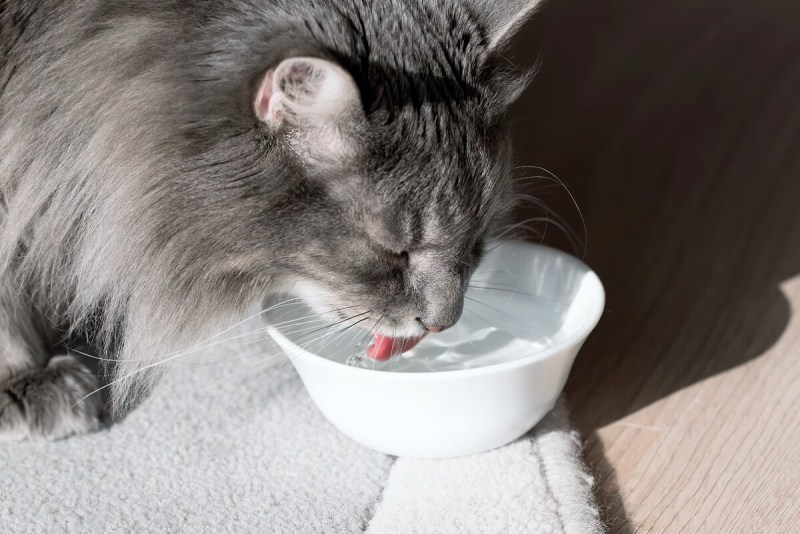 Кошка лакает молоко