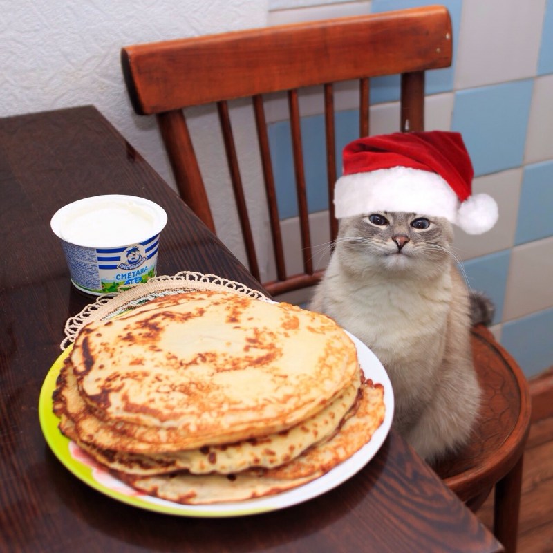 Пудинг и кот