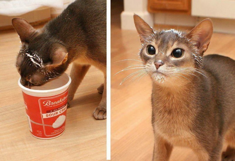 Котенок испачкался
