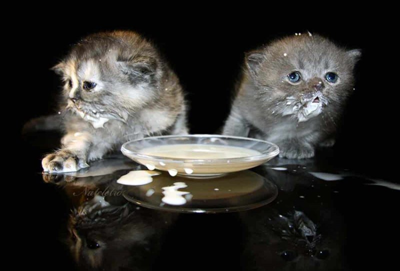 Котенок пьет молоко