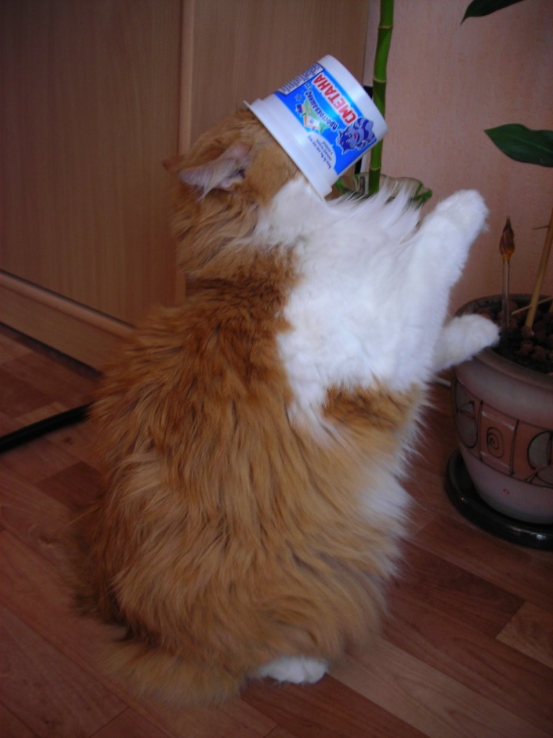 Кот на метане