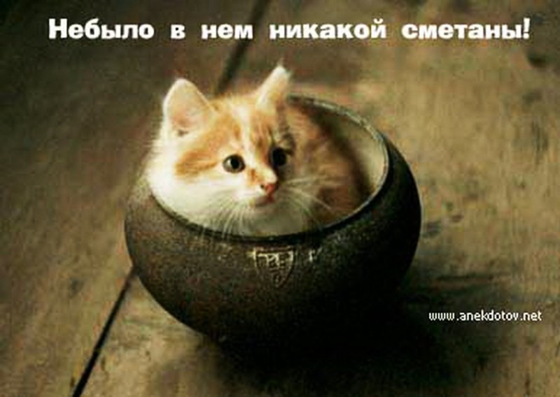 Meme Dank Cat in the Sour Cream