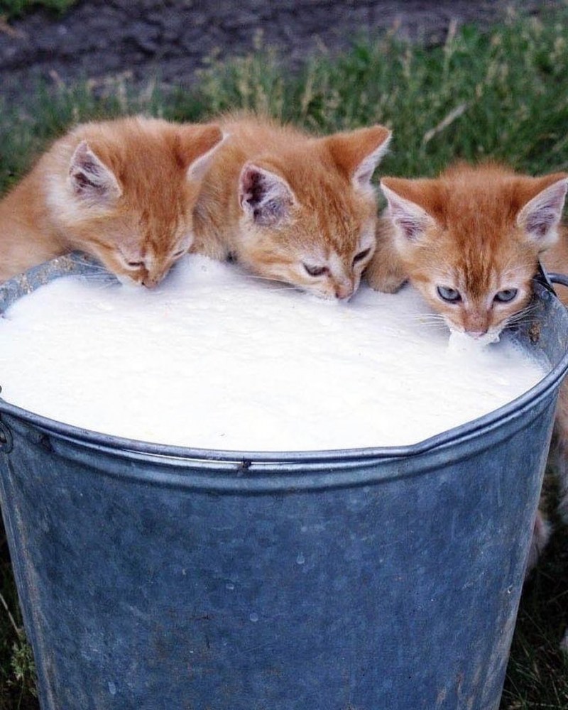 Котик с блинчиком