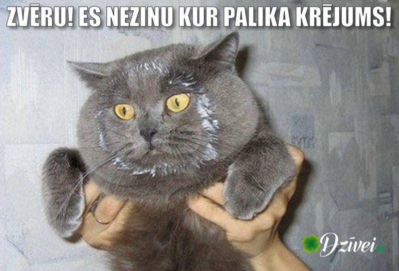 Кот и борщ