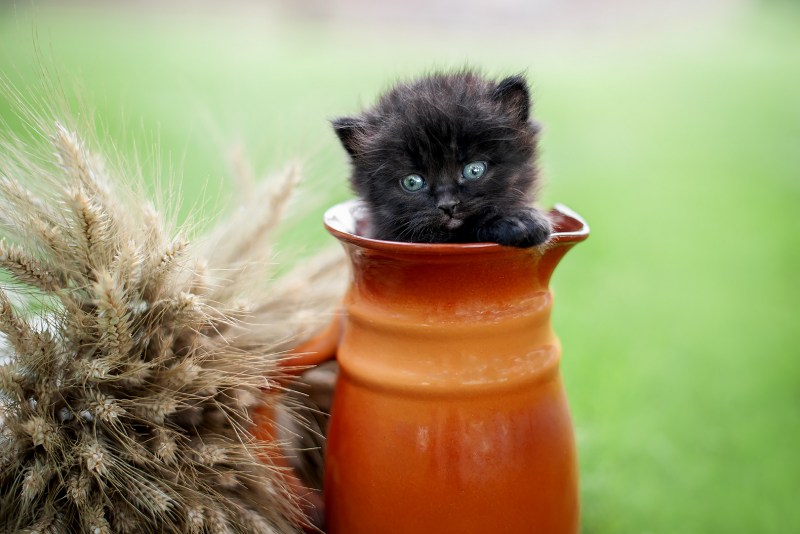 Можно ли кошкам сметану