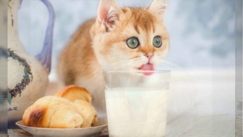 Кошка пьет молоко