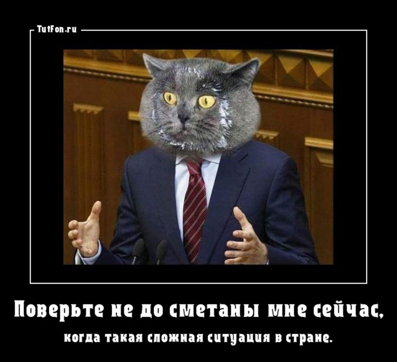 Вы не любите кошек