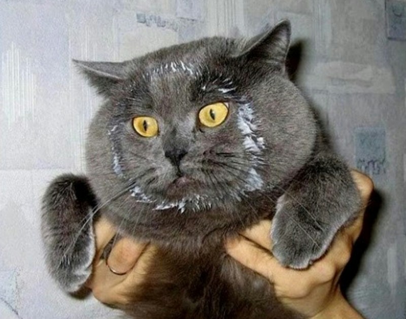 Молочный котенок