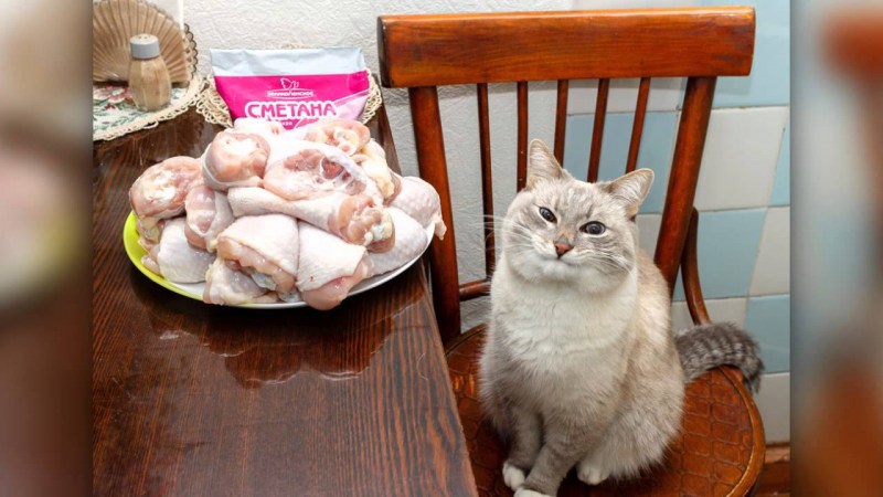 Котик лакает молоко