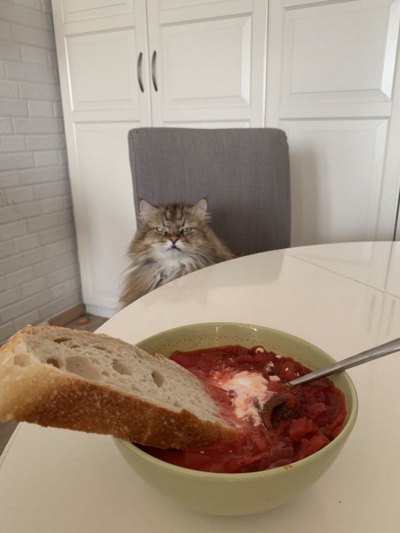 Котенок кушает