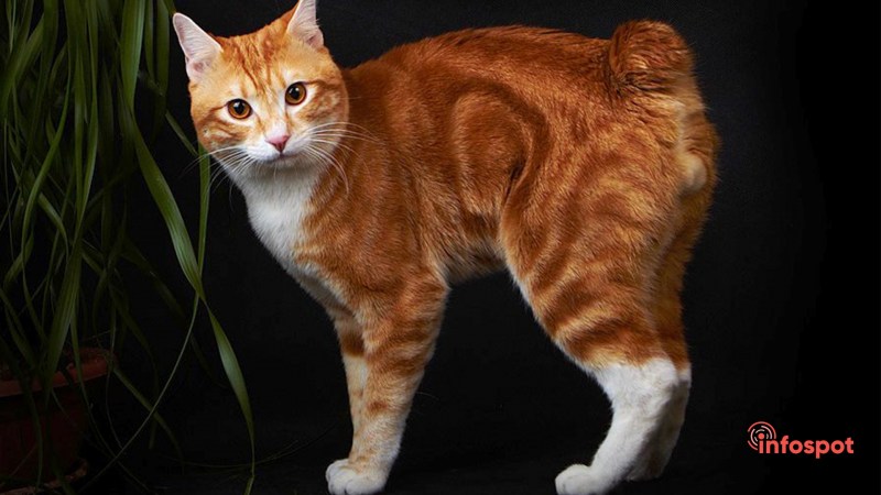 Европейская короткошерстная черепаховая