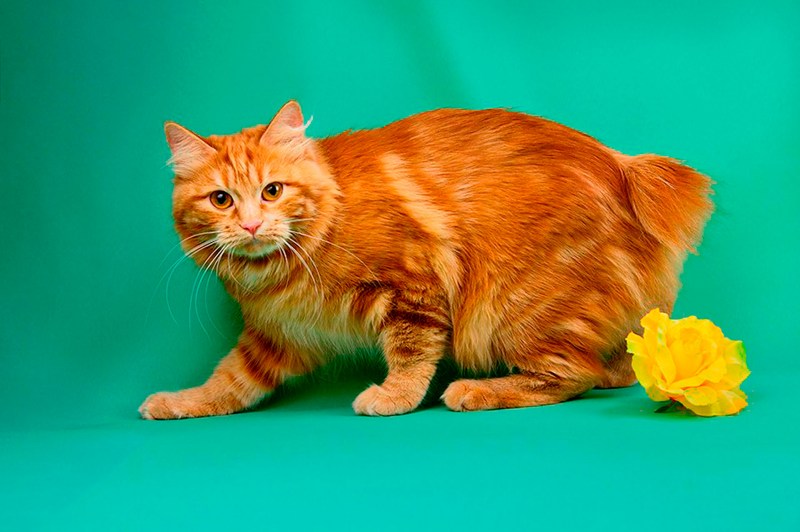 Кот Курильский бобтейл