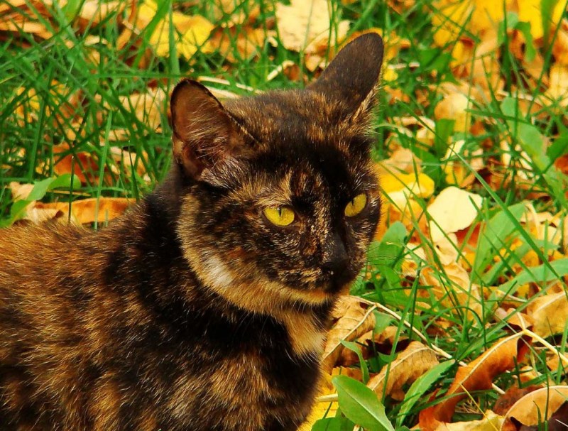 Кошка пятнистая трехцветная