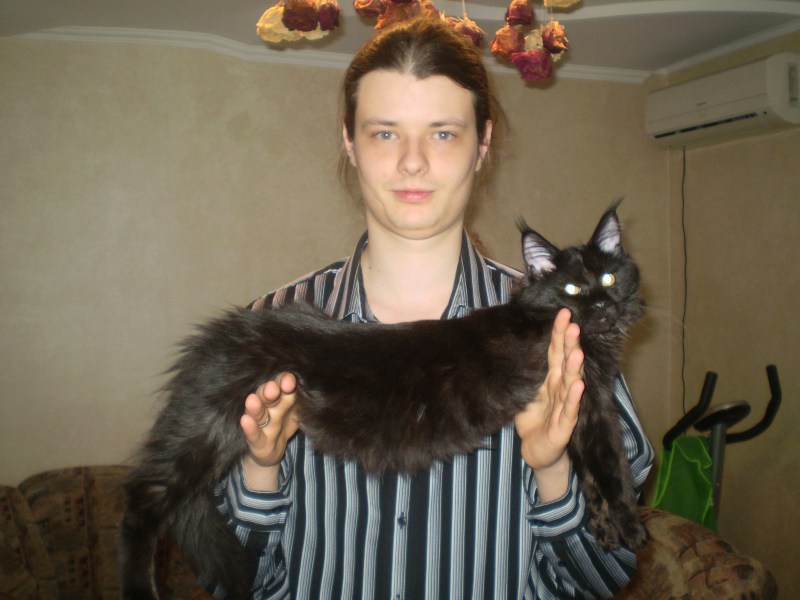 Кот Мейн кун с человеком