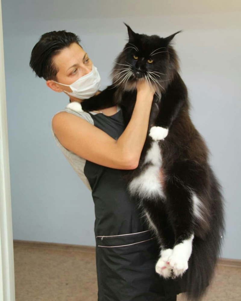 Коты мейкун с хозяином