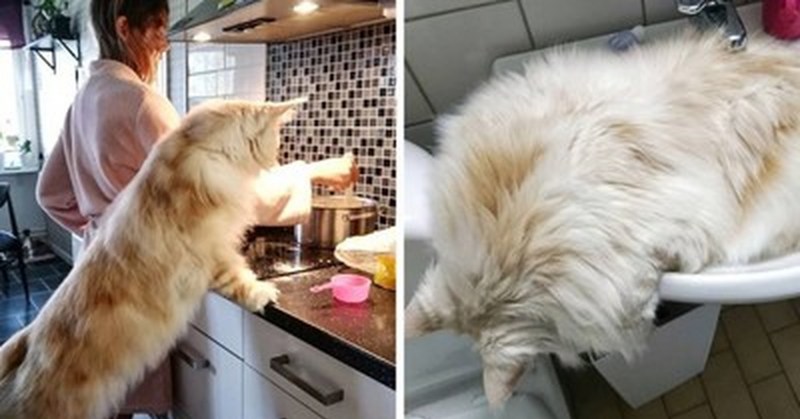 Кот спит