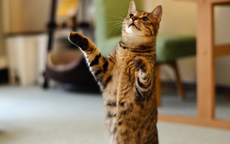 Котик стоит