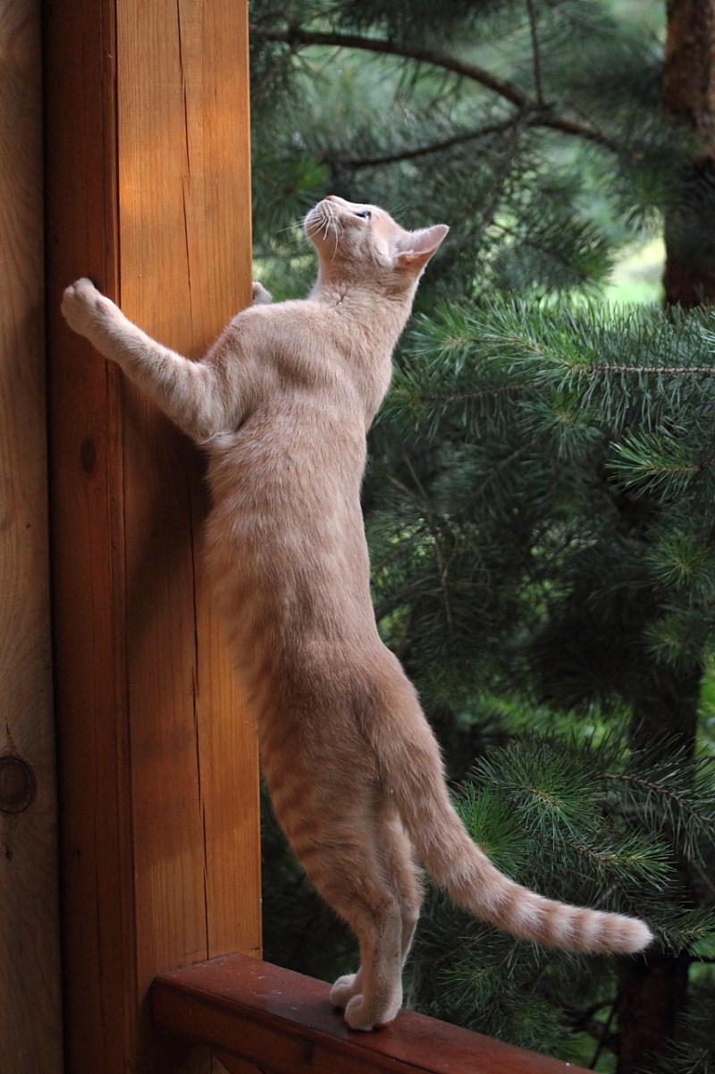 Котик стоит на задних лапах