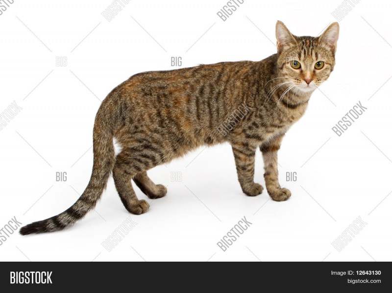 Кошка боком в полный рост