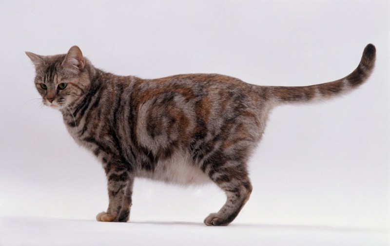 Беременные котики