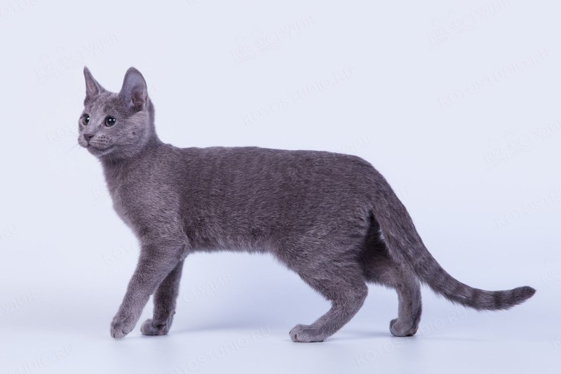 Русская голубая кошка