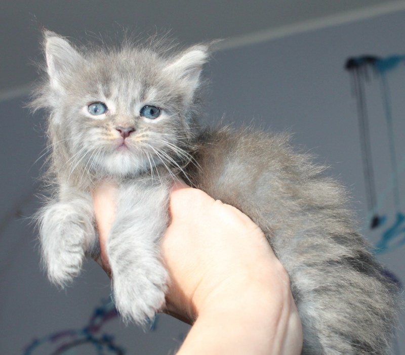 Вислоухие котята Мейн куна