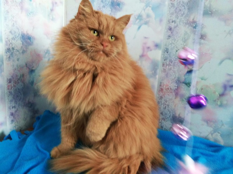 Шотландский скоттиш фолд рыжий