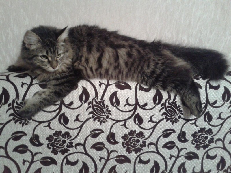 Кот Мейн кун