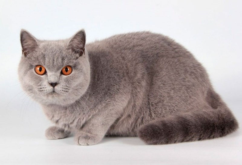 Британская короткошёрстная кошка