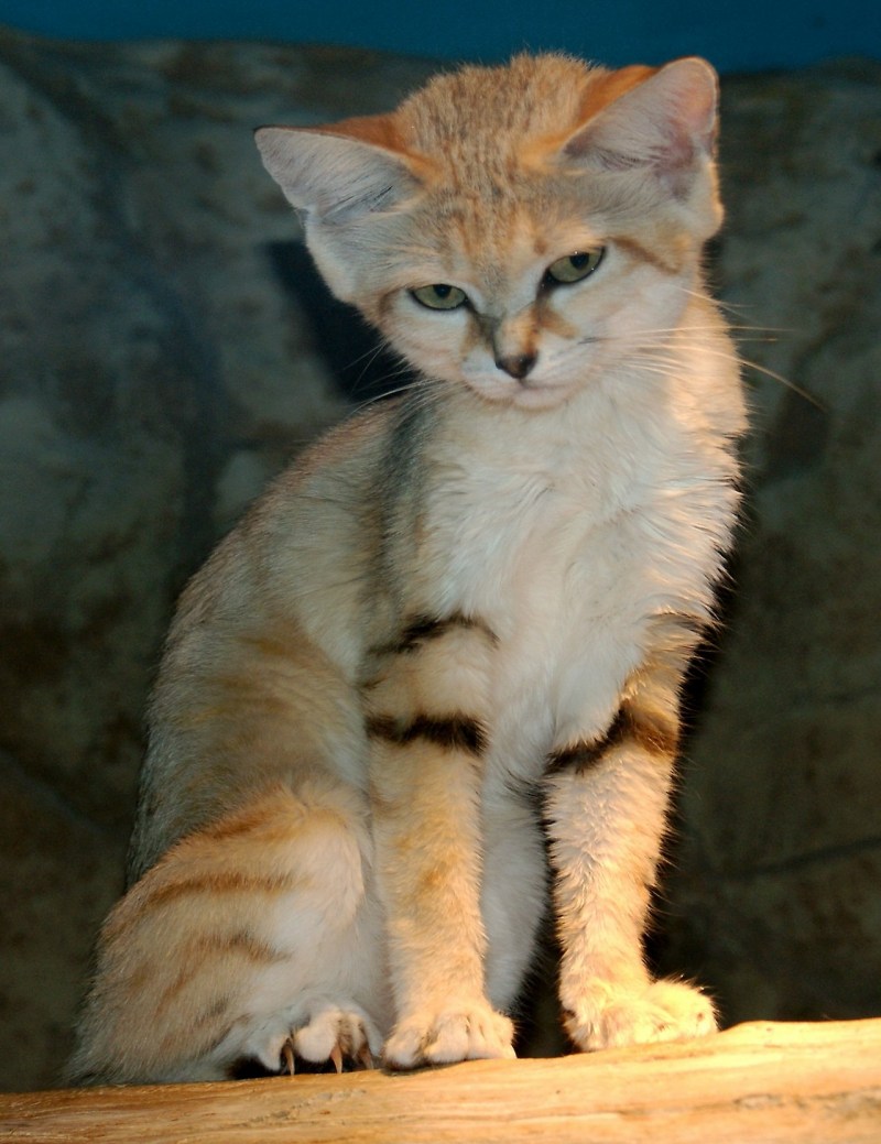 Барханный песчаный кот