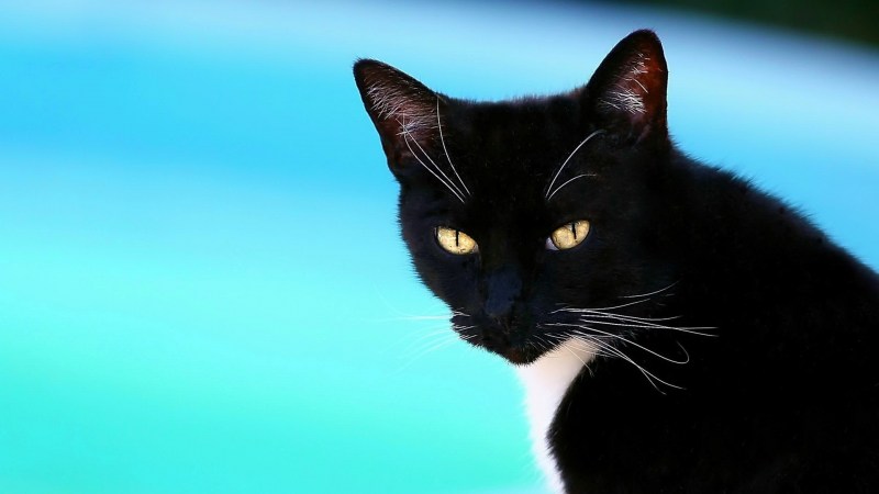 Черные коты