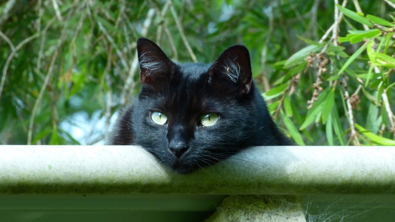 Черная кошка с котятами