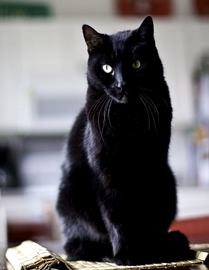 Черные коты