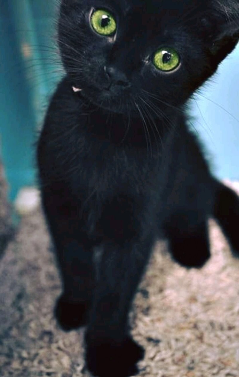 Чёрный кот