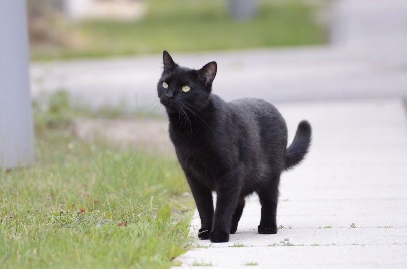 Красивая черная кошка