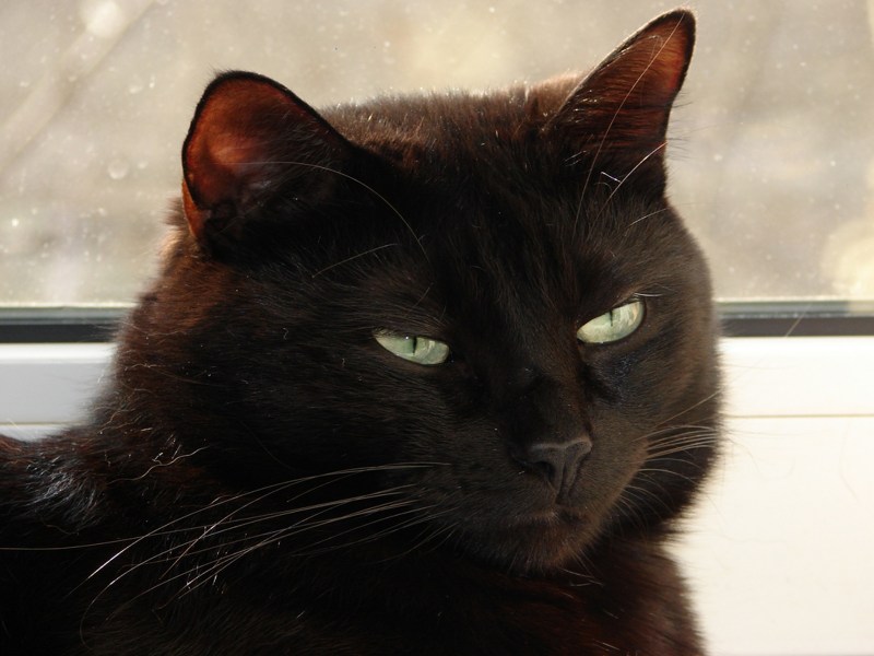 Котята чёрно белые