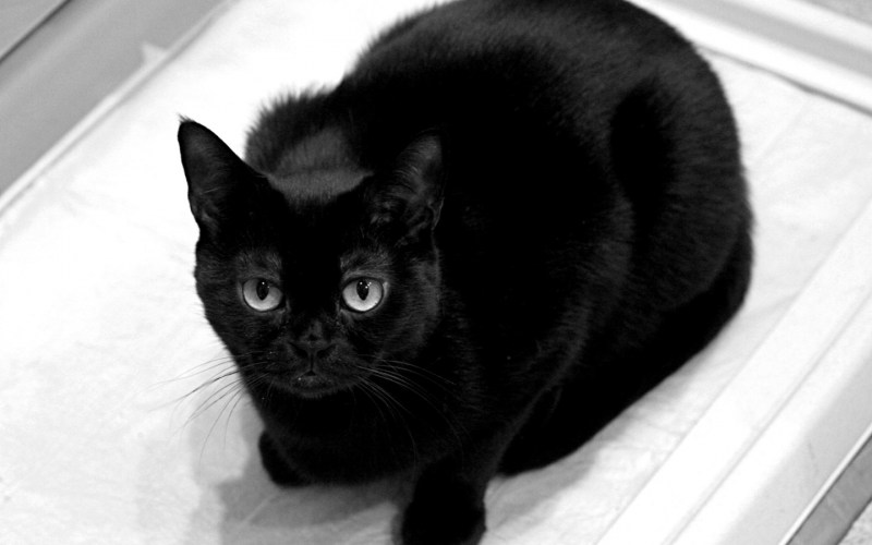 Черная кошка