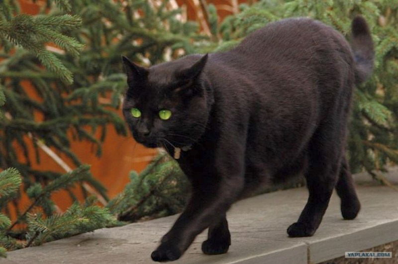 Черная кошка