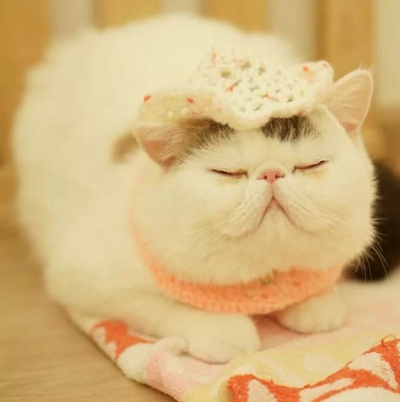 Милые котёнки