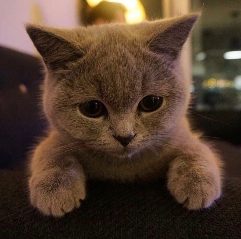 Котенок няшка