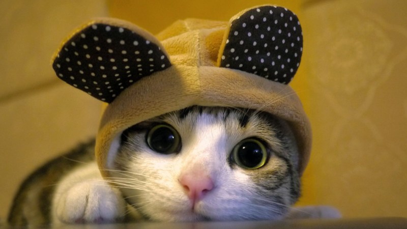 Милые котики