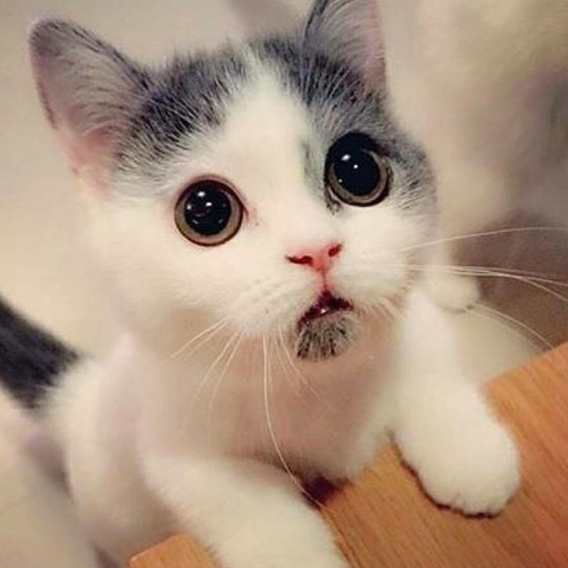 Милый кот