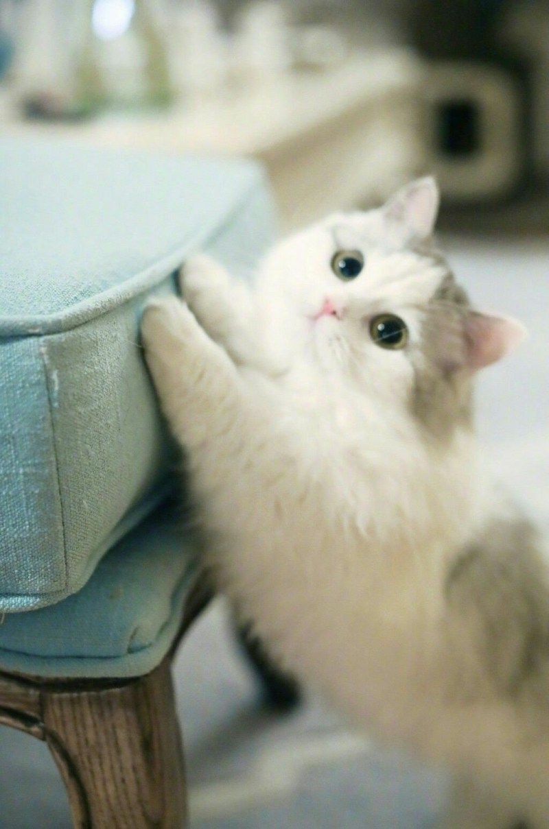 Милый кот