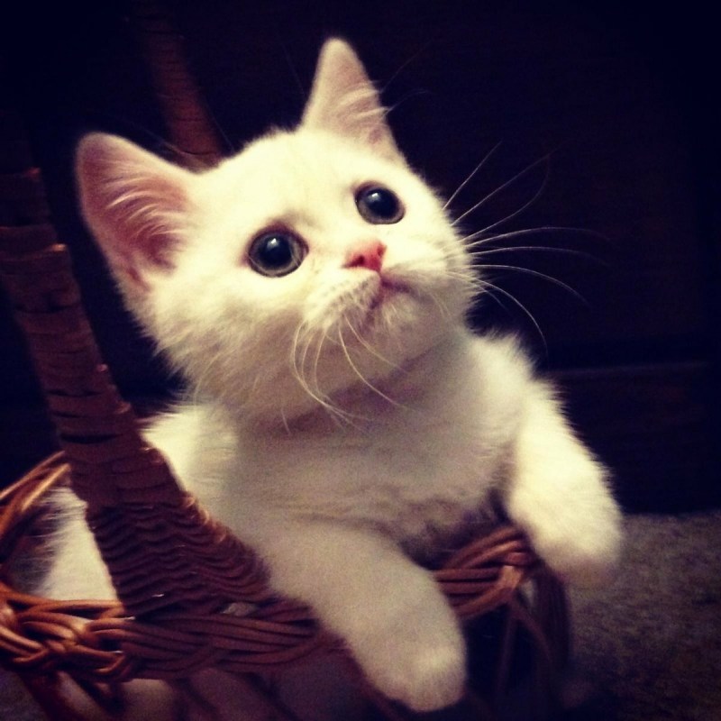 Няшные котики