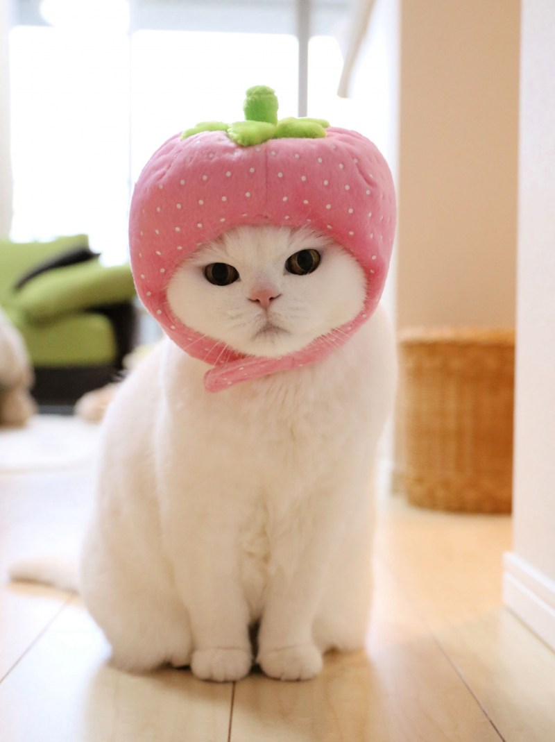 Милая кошка