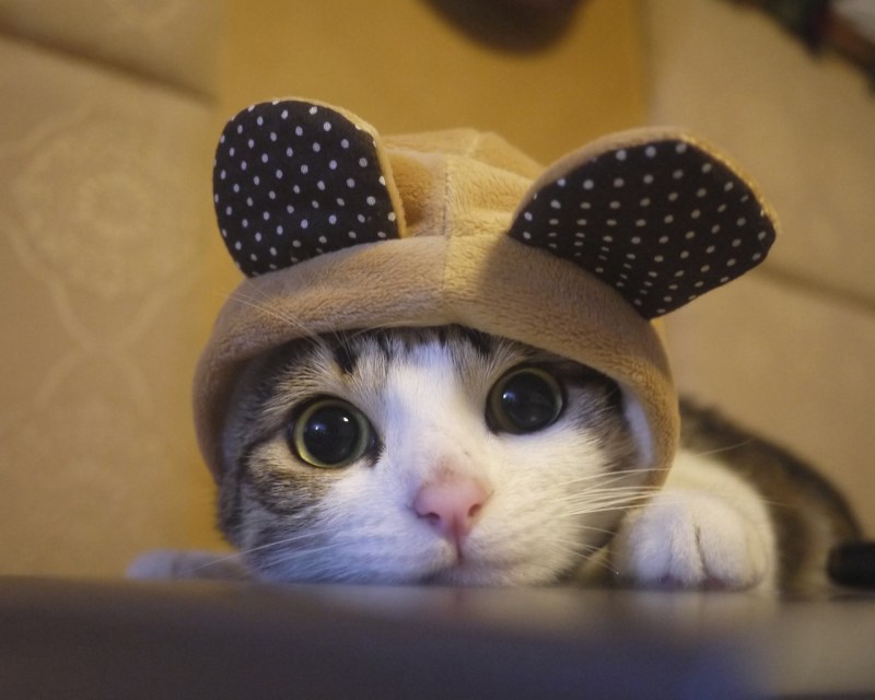 Милый котик в шапочке